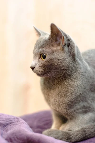 Gato Raça Azul Russo Encontra Sofá — Fotografia de Stock