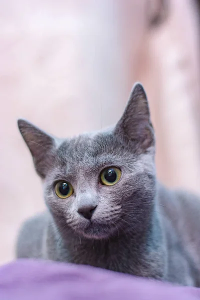 Кіт Породи Російських Синій Лежить Дивані — стокове фото