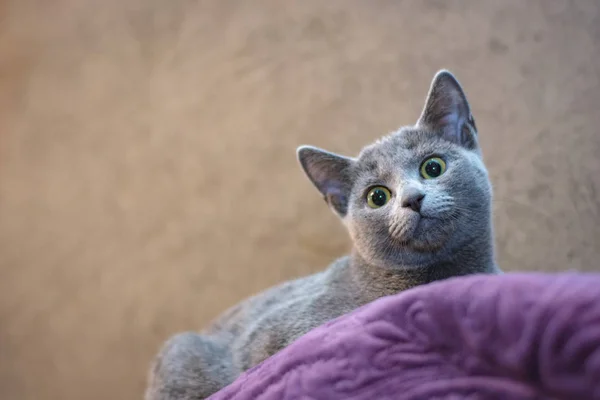 소파에 러시아 거짓말의 고양이 — 스톡 사진