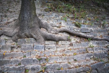 Ağaç büyümek taşlar hakkında stonesf üzerinde ağaç kökleri diğer kökleri büyümek