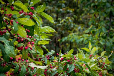 Dallar arasında yeşil kırmızı meyveler yaprakları