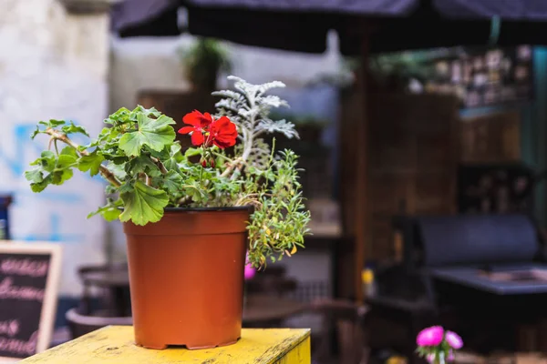 A red geranium flower in a pot stands on the table