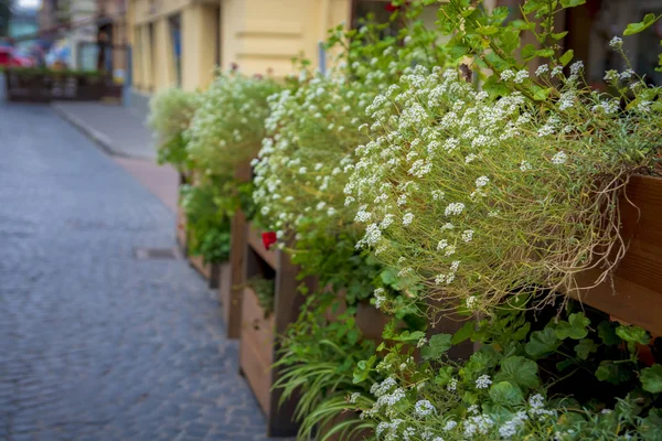 緑の植物で飾られた通りカフェ — ストック写真