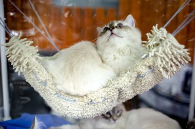 Beyaz kedi doğurmak Neva maskeli mavi gözlü