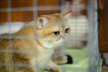 Yavru kedi Britanya ile ilgili stenografi limon renk plastik bir kutu içinde