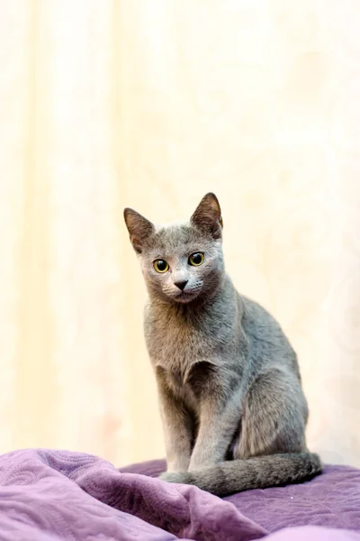 Porträtt Sittande Katt Ung Fullblod Pedigreed Katt Rasen Rysk Blå — Stockfoto