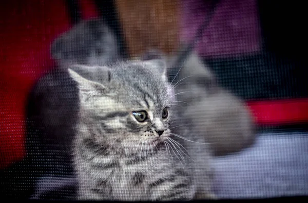 Yavru Kedi Doğurmak Amerikalı Stenografi — Stok fotoğraf