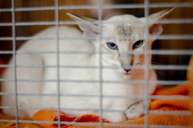 Mavi gözlü beyaz Bali kedi