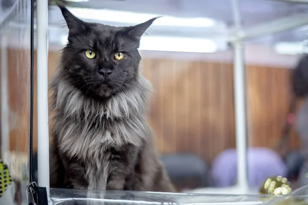 Preto Fofo Maine Coon Gato — Fotografia de Stock