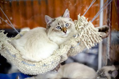 Beyaz kedi doğurmak Neva maskeli mavi gözlü