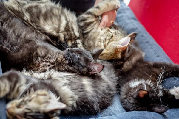 Sibiřské Kočky Lež Dohromady — Stock fotografie