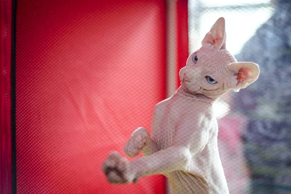 Jovem Sphynx Gato Com Olhos Azuis — Fotografia de Stock