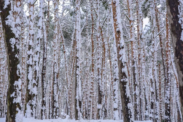 Winter Forest Severity Snow Breaks Trees — Stock Photo, Image