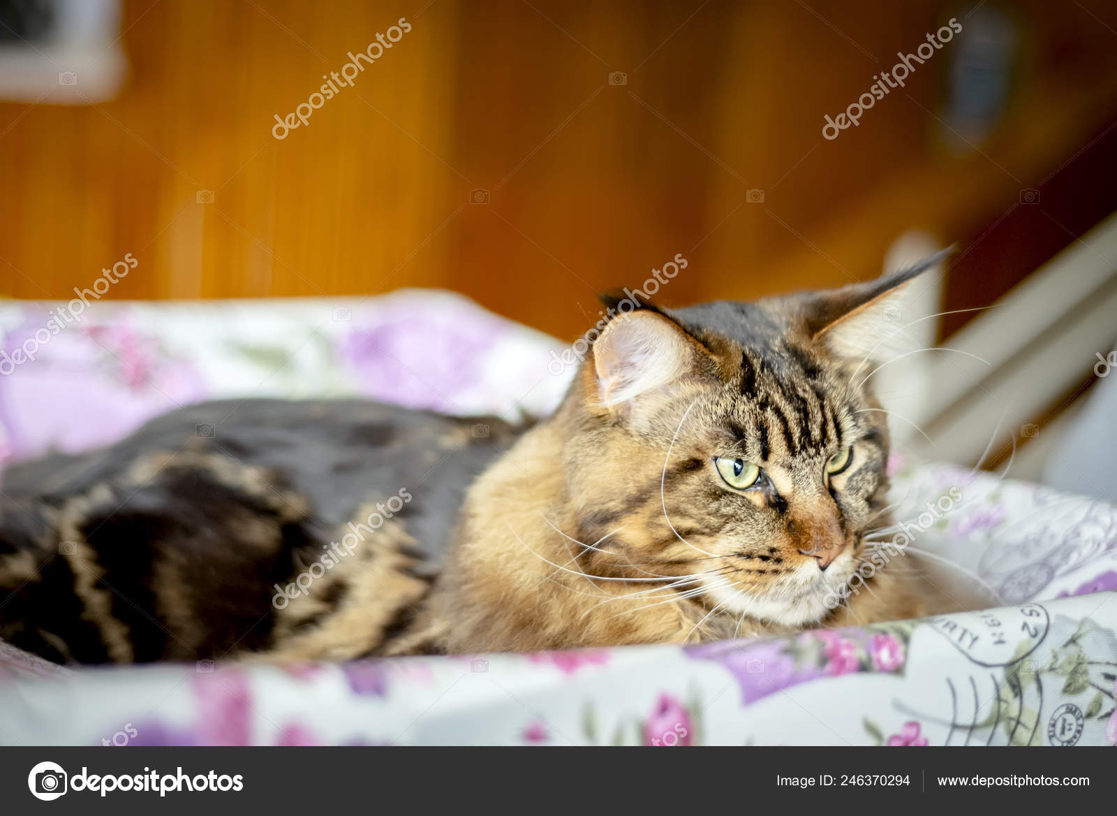 Maine Coon Cat Lying Box Stock Photo C Dizfoto 246370294