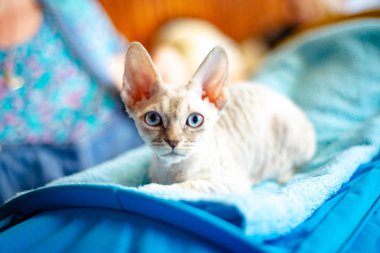 Mavi gözlü kedi doğurmak Almanca Rex