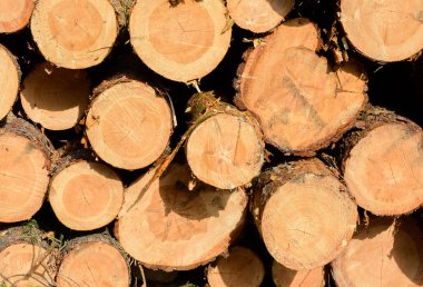 Günlüğe kaydeder. Billet.Felled ağaçlar, önden görünüm