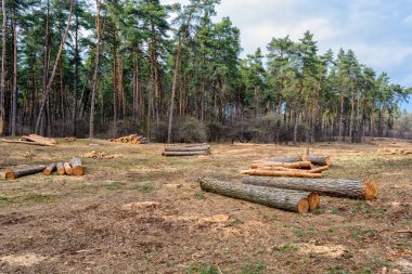 Ağaç kesme. ahşap hasat