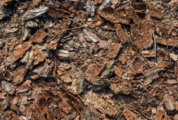 Pine bark. Texture. Background — Stock Photo, Image
