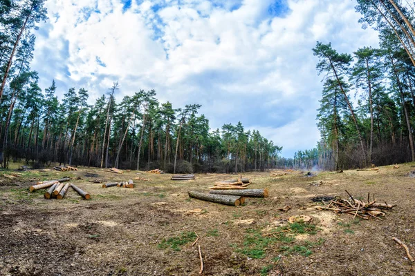 Corte de árboles. Deforestación — Foto de Stock