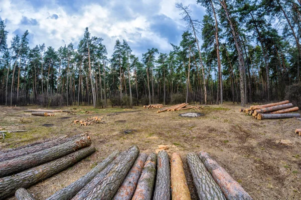 Madera y deforestación.Árboles talados, vista desde arriba — Foto de Stock