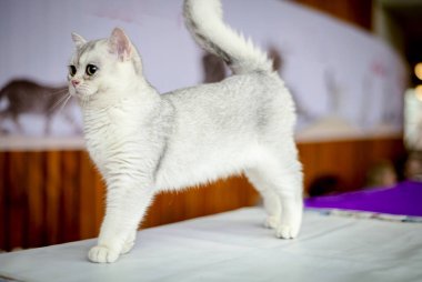 İngiliz chinchilla yavru kedi doğurmak