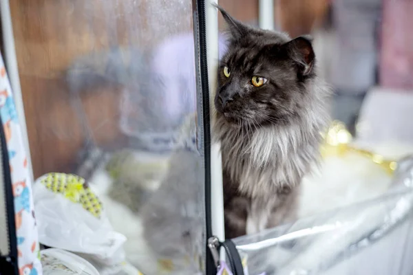 Schwarze flauschige Maine Coon Katze — Stockfoto