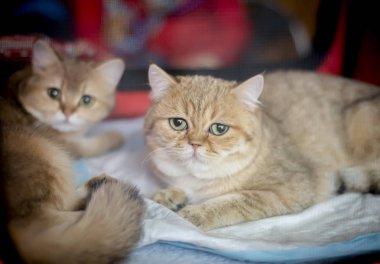 Stenografi safkan kırmızı kedi