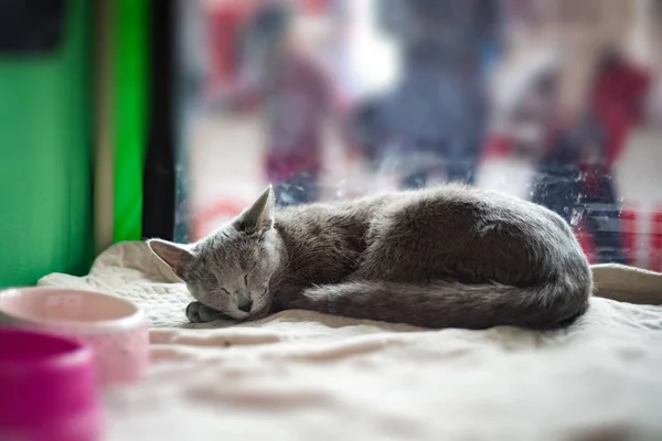 Krátkosrstá kočka plemene Ruská modrá — Stock fotografie