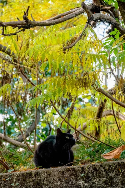 Taştan bir duvar üzerinde parkta oturan siyah kedi — Stok fotoğraf