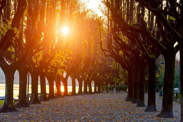 Italia, Angera.Maravillosa avenida otoñal para caminar, árboles grandes con hojas amarillas. Siluetas de árboles en los rayos del sol atardecer . — Foto de Stock