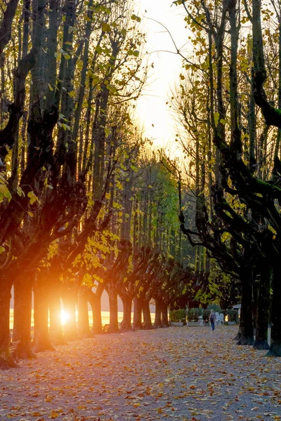 Italia, Angera.Maravillosa avenida otoñal para caminar, árboles grandes con hojas amarillas. Siluetas de árboles en los rayos del sol atardecer . — Foto de Stock