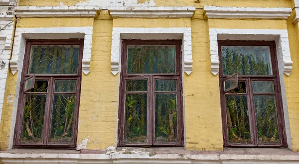 Рослини у вікнах старого будинку — стокове фото
