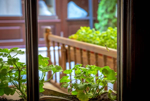 Mariposa blanca en ventana de cristal — Foto de Stock