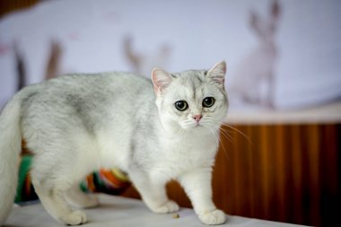 İngiliz chinchilla yavru kedi doğurmak