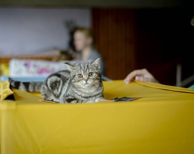 Yavru kedi doğurmak İskoç düz