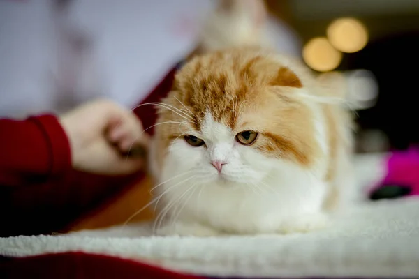 Klappohr-Katze züchtet Schotten — Stockfoto