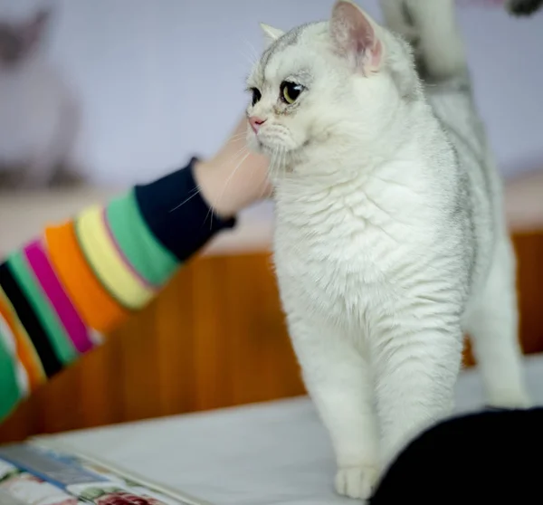 Порода котят Burmilla Shorthair — стоковое фото