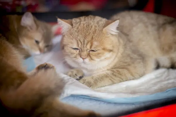 쇼트헤어 순종 빨간 고양이 — 스톡 사진