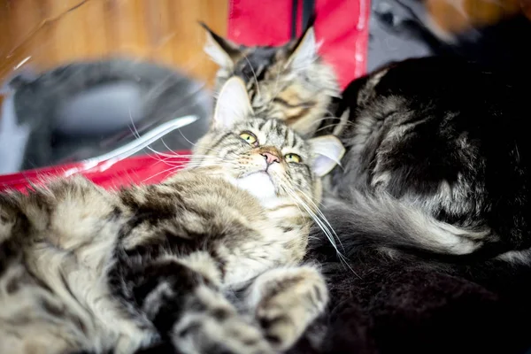 Sibirische Katzen liegen zusammen — Stockfoto