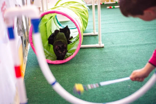 Kedi doğurmak Kuril bobtail oyun parkı içinde — Stok fotoğraf