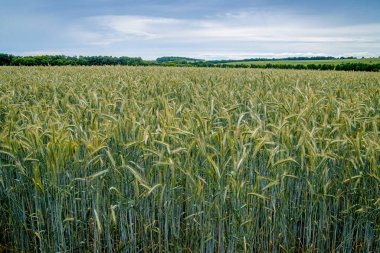 Üzerinde buğday yetiştiren bir tarla
