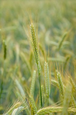 Buğday tarlası ve dikenler yakın plan. Biraz alan derinliği