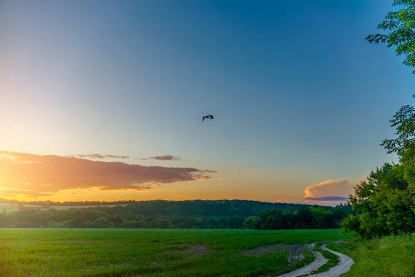 Cigogne volant sur le terrain sur fond de coucher de soleil — Photo