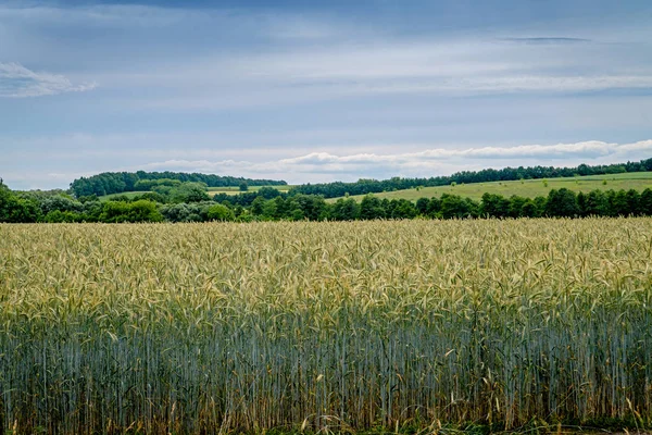Üzerinde buğday yetiştiren bir tarla