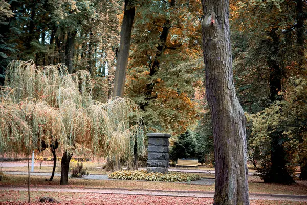 Autumn Park. Árboles amarillos y hojas caídas — Foto de Stock