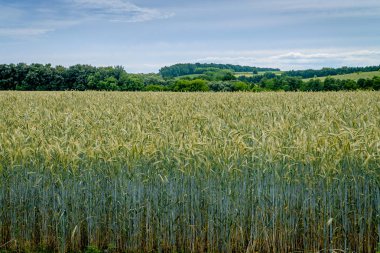 Üzerinde buğday yetiştiren bir tarla