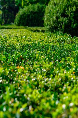 Bahçede hafifçe kesilmiş yeşil çalı