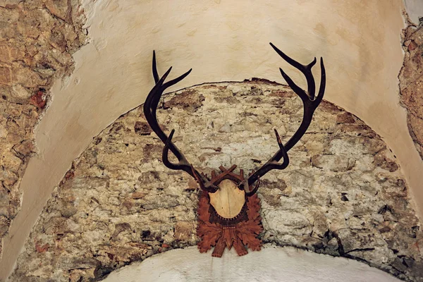 Old antler horns hang on a stone wall — Stock Photo, Image