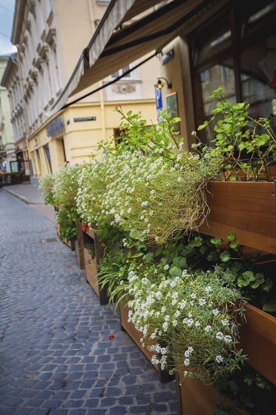 Уличное кафе, украшенное зелеными растениями — стоковое фото
