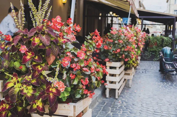 通りの赤い花で飾られたカフェ — ストック写真